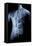 Male Body with Internal Organs-null-Framed Stretched Canvas