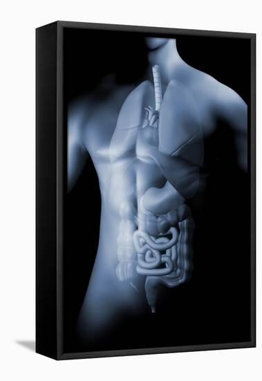 Male Body with Internal Organs-null-Framed Stretched Canvas