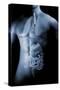 Male Body with Internal Organs-null-Stretched Canvas