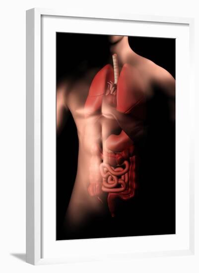 Male Body with Internal Organs-null-Framed Art Print