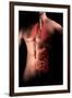 Male Body with Internal Organs-null-Framed Art Print