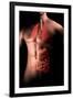 Male Body with Internal Organs-null-Framed Art Print