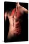 Male Body with Internal Organs-null-Stretched Canvas