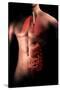 Male Body with Internal Organs-null-Stretched Canvas