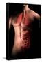 Male Body with Internal Organs-null-Framed Stretched Canvas