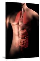 Male Body with Internal Organs-null-Stretched Canvas