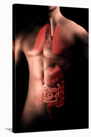 Male Body with Internal Organs-null-Stretched Canvas