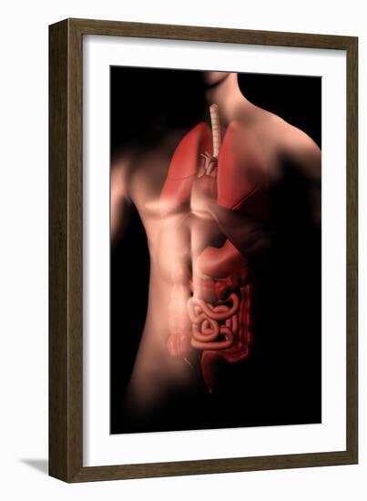 Male Body with Internal Organs-null-Framed Art Print