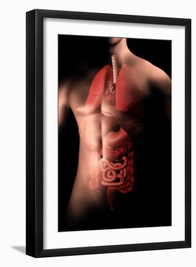 Male Body with Internal Organs-null-Framed Art Print