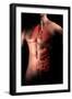 Male Body with Internal Organs-null-Framed Art Print