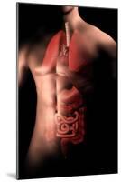 Male Body with Internal Organs-null-Mounted Art Print