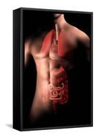 Male Body with Internal Organs-null-Framed Stretched Canvas