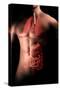 Male Body with Internal Organs-null-Stretched Canvas