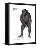 Male Bonobo or Pygmy Chimpanzee (Pan Paniscus), Ape, Mammals-Encyclopaedia Britannica-Framed Stretched Canvas