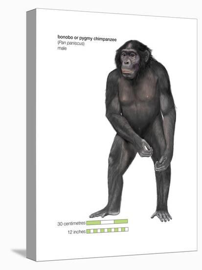 Male Bonobo or Pygmy Chimpanzee (Pan Paniscus), Ape, Mammals-Encyclopaedia Britannica-Stretched Canvas