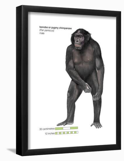 Male Bonobo or Pygmy Chimpanzee (Pan Paniscus), Ape, Mammals-Encyclopaedia Britannica-Framed Poster