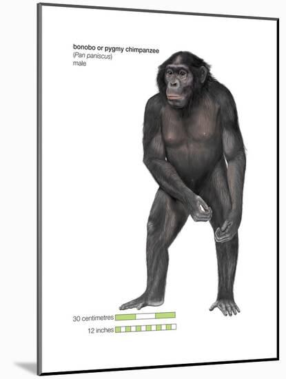 Male Bonobo or Pygmy Chimpanzee (Pan Paniscus), Ape, Mammals-Encyclopaedia Britannica-Mounted Poster