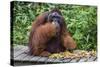 Male Bornean Orangutan (Pongo Pygmaeus) with Full Cheek Pads, Malaysia-Michael Nolan-Stretched Canvas
