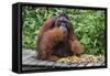 Male Bornean Orangutan (Pongo Pygmaeus) with Full Cheek Pads, Malaysia-Michael Nolan-Framed Stretched Canvas