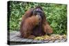 Male Bornean Orangutan (Pongo Pygmaeus) with Full Cheek Pads, Malaysia-Michael Nolan-Stretched Canvas