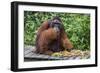 Male Bornean Orangutan (Pongo Pygmaeus) with Full Cheek Pads, Malaysia-Michael Nolan-Framed Photographic Print