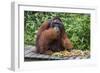 Male Bornean Orangutan (Pongo Pygmaeus) with Full Cheek Pads, Malaysia-Michael Nolan-Framed Photographic Print