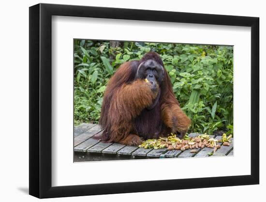 Male Bornean Orangutan (Pongo Pygmaeus) with Full Cheek Pads, Malaysia-Michael Nolan-Framed Photographic Print