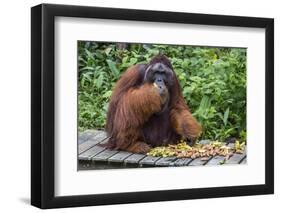 Male Bornean Orangutan (Pongo Pygmaeus) with Full Cheek Pads, Malaysia-Michael Nolan-Framed Photographic Print