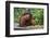 Male Bornean Orangutan (Pongo Pygmaeus) with Full Cheek Pads, Malaysia-Michael Nolan-Framed Photographic Print