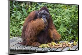 Male Bornean Orangutan (Pongo Pygmaeus) with Full Cheek Pads, Malaysia-Michael Nolan-Mounted Photographic Print