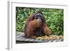 Male Bornean Orangutan (Pongo Pygmaeus) with Full Cheek Pads, Malaysia-Michael Nolan-Framed Photographic Print