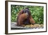 Male Bornean Orangutan (Pongo Pygmaeus) with Full Cheek Pads, Malaysia-Michael Nolan-Framed Photographic Print