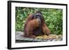 Male Bornean Orangutan (Pongo Pygmaeus) with Full Cheek Pads, Malaysia-Michael Nolan-Framed Photographic Print