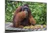 Male Bornean Orangutan (Pongo Pygmaeus) with Full Cheek Pads, Malaysia-Michael Nolan-Mounted Photographic Print