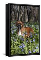 Male Boxer (Natural Ears) Standing in Virginia Bluebells, Rockton, Illinois, USA-Lynn M^ Stone-Framed Stretched Canvas