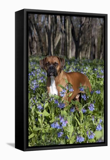 Male Boxer (Natural Ears) Standing in Virginia Bluebells, Rockton, Illinois, USA-Lynn M^ Stone-Framed Stretched Canvas