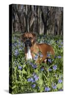 Male Boxer (Natural Ears) Standing in Virginia Bluebells, Rockton, Illinois, USA-Lynn M^ Stone-Stretched Canvas