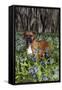 Male Boxer (Natural Ears) Standing in Virginia Bluebells, Rockton, Illinois, USA-Lynn M^ Stone-Framed Stretched Canvas