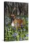 Male Boxer (Natural Ears) Standing in Virginia Bluebells, Rockton, Illinois, USA-Lynn M^ Stone-Stretched Canvas