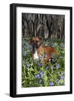 Male Boxer (Natural Ears) Standing in Virginia Bluebells, Rockton, Illinois, USA-Lynn M^ Stone-Framed Premium Photographic Print