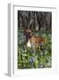 Male Boxer (Natural Ears) Standing in Virginia Bluebells, Rockton, Illinois, USA-Lynn M^ Stone-Framed Premium Photographic Print