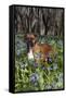 Male Boxer (Natural Ears) Standing in Virginia Bluebells, Rockton, Illinois, USA-Lynn M^ Stone-Framed Stretched Canvas