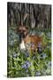 Male Boxer (Natural Ears) Standing in Virginia Bluebells, Rockton, Illinois, USA-Lynn M^ Stone-Stretched Canvas