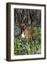 Male Boxer (Natural Ears) Standing in Virginia Bluebells, Rockton, Illinois, USA-Lynn M^ Stone-Framed Photographic Print