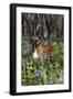 Male Boxer (Natural Ears) Standing in Virginia Bluebells, Rockton, Illinois, USA-Lynn M^ Stone-Framed Photographic Print