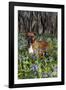 Male Boxer (Natural Ears) Standing in Virginia Bluebells, Rockton, Illinois, USA-Lynn M^ Stone-Framed Photographic Print