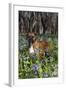 Male Boxer (Natural Ears) Standing in Virginia Bluebells, Rockton, Illinois, USA-Lynn M^ Stone-Framed Photographic Print