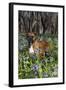 Male Boxer (Natural Ears) Standing in Virginia Bluebells, Rockton, Illinois, USA-Lynn M^ Stone-Framed Photographic Print