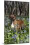 Male Boxer (Natural Ears) Standing in Virginia Bluebells, Rockton, Illinois, USA-Lynn M^ Stone-Mounted Photographic Print