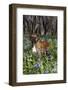 Male Boxer (Natural Ears) Standing in Virginia Bluebells, Rockton, Illinois, USA-Lynn M^ Stone-Framed Photographic Print